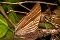 Bicolour-haired Palmking Amathusia friedrici holmanhunti