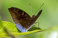 Bingham's Blue Baron Euthalia mahadeva zichrina