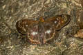 Black-and-white Flat Gerosis limax dirae (Malayan Yellow-breasted Flat)