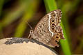 Black-spotted Labyrinth Neope muirheadi bhima