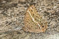 Black-spotted Labyrinth Neope muirheadi bhima