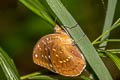 Black-tip Archduke lexias dirtea bontouxi (Dark Archduke)