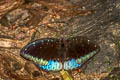 Black-tip Archduke lexias dirtea merguia (Dark Archduke)