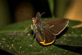 Black-veined Branded Redeye Matapa sasivarna (Green Redeye)