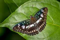 Black-veined Sergeant Athyma ranga ranga (Blackvein Sergeant)