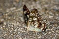 Black-veined Sergeant Athyma ranga ranga (Blackvein Sergeant)