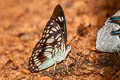 Black-veined Sergeant Athyma ranga obsolescens (Blackvein Sergeant)