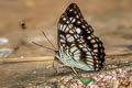 Black-veined Sergeant Athyma ranga ranga (Blackvein Sergeant)