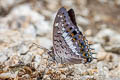 Black Rajah Charaxes solon sulphureus