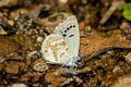 Black Spotted Cupid Tongeia ion ssp.