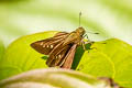 Blank Swift Caltoris kumara moorei