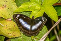 Blue-bordered Sergeant Athyma whitei