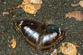 Blue-bordered Sergeant Athyma whitei