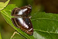 Blue-bordered Sergeant Athyma whitei