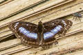 Blue-bordered Sergeant Athyma whitei