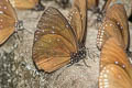 Blue-branded King Crow Euploea eunice leucogonis