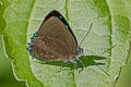 Blue-line Brilliant Simiskina pharyge deolina