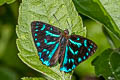 Blue-line Brilliant Simiskina pharyge deolina