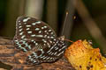 Blue-spot Archduke Lexias albopunctata albopunctata