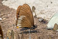 Blue-striped Mime Papilio slateri marginata