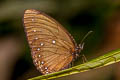 Blue-striped Palmfly Elymnias patna patna