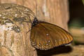 Blue-striped Palmfly Elymnias patna patna