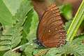 Blue-striped Palmfly Elymnias patna patna