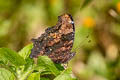 Blue Admiral Kaniska canace canace