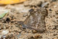 Blue Beak Libythea geoffroyi alompra