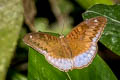 Blue Count Cynitia flora andersonii