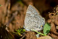 Blue Gem Poritia erycinoides elsiei