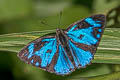 Blue Gem Poritia erycinoides elsiei