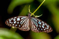 Blue Glassy Tiger Ideopsis similis persimilis