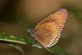 Blue King Crow Euploea camaralzeman camaralzeman (Large Blue Crow, Malayan Crow)