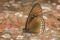 Blue King Crow Euploea camaralzeman camaralzeman (Large Blue Crow, Malayan Crow)