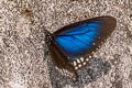 Blue King Crow Euploea camaralzeman camaralzeman (Large Blue Crow, Malayan Crow)