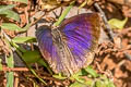 Blue Leaf Blue Amblypodia narada taooana