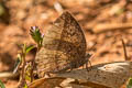 Blue Leaf Blue Amblypodia narada taooana