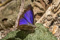 Blue Leaf Blue Amblypodia narada taooana