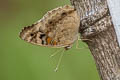 Blue Pansy Junonia orithya wallacei