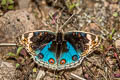 Blue Pansy Junonia orithya wallacei