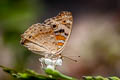 Blue Pansy Junonia orithya wallacei