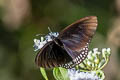 Blue Spotted Crow Euploea midamus chloe