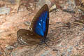 Blue Spotted Crow Euploea midamus chloe