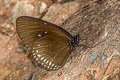 Blue Spotted Crow Euploea midamus chloe