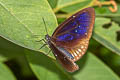 Blue Spotted Crow Euploea midamus chloe