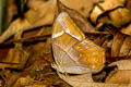 Branded Red Forester Lethe minerva tritogeneia (Banded Red Forester)