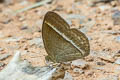 Bright-eye Bushbrown Mycalesis nicotia