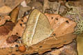 Bright-eye Bushbrown Mycalesis nicotia