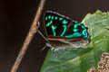 Broad-banded Brilliant Simiskina phalena harterti